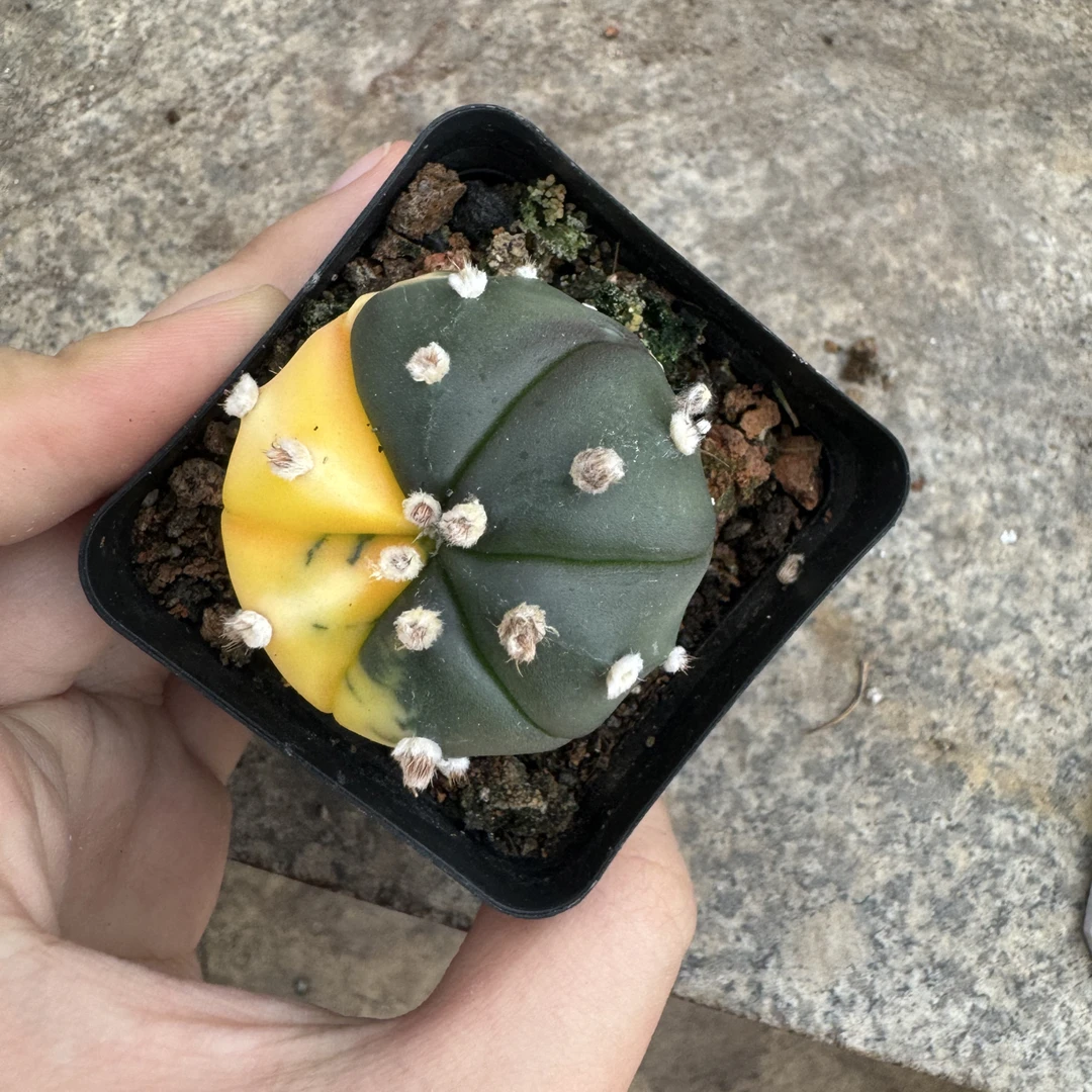 星兜锦仙人球多肉植物四季开花好养室内办公室盆栽