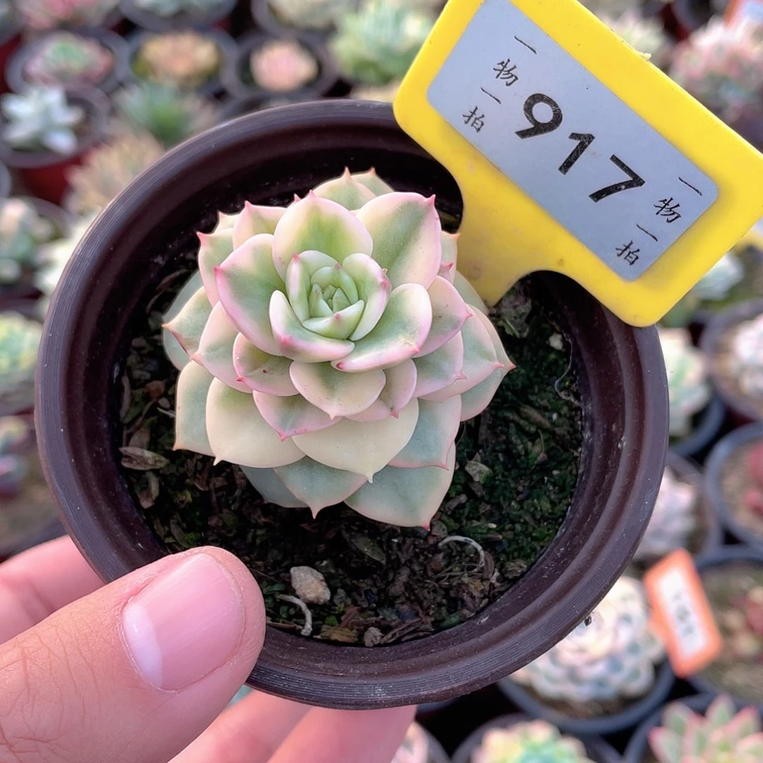 蜡牡丹锦917号多肉