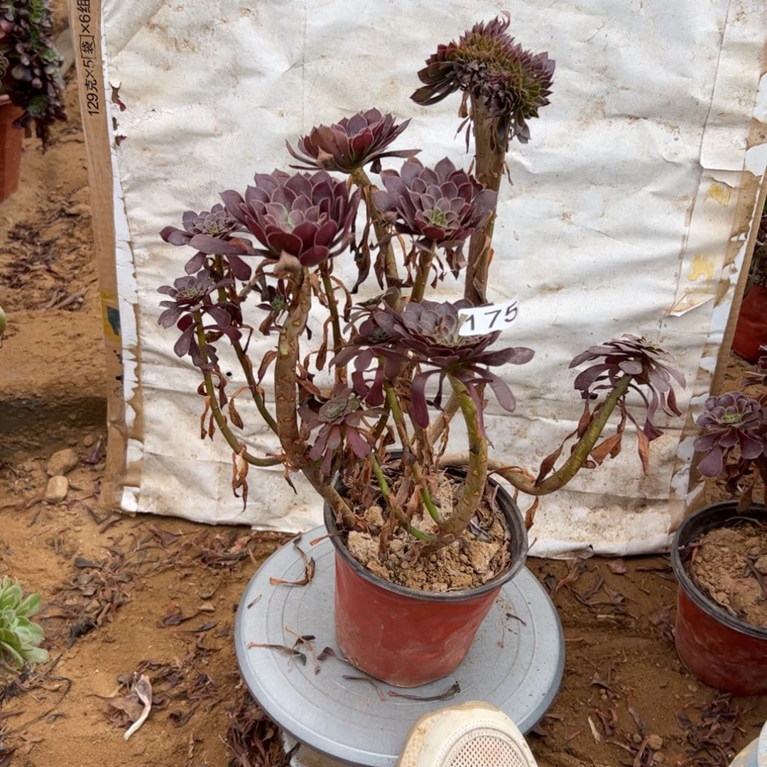 铜壶有伤175满28包邮