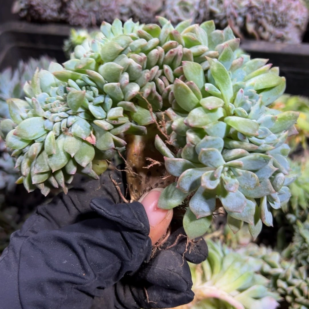 璇***锦弗洛伊德琥珀缀化12朵朵缀