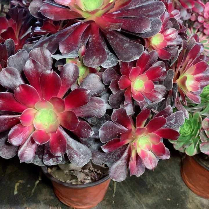 103华纳多肉111111