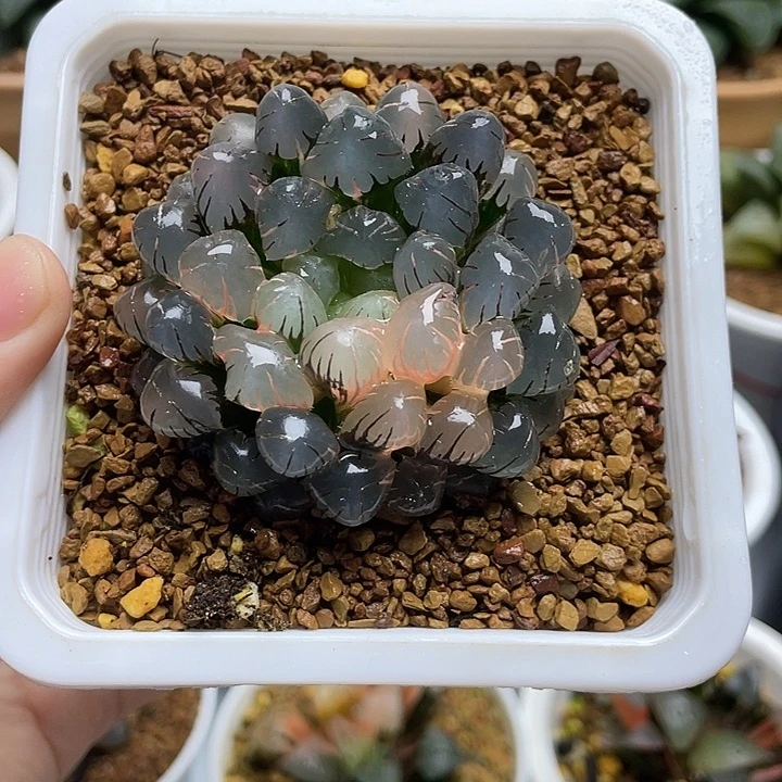 29  OB冰灯玉露锦十二卷多肉
