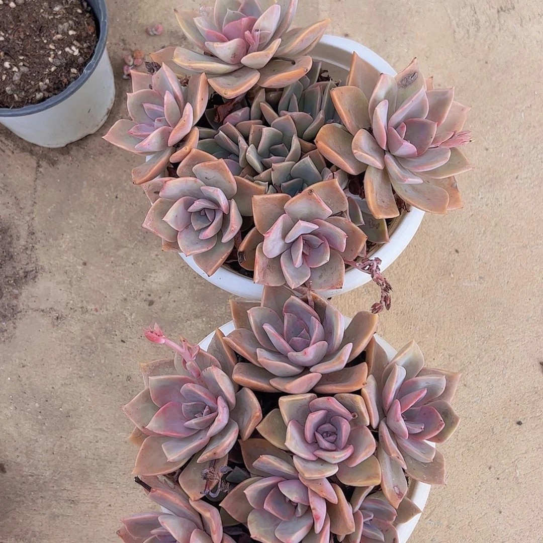 中国初恋两盆老桩