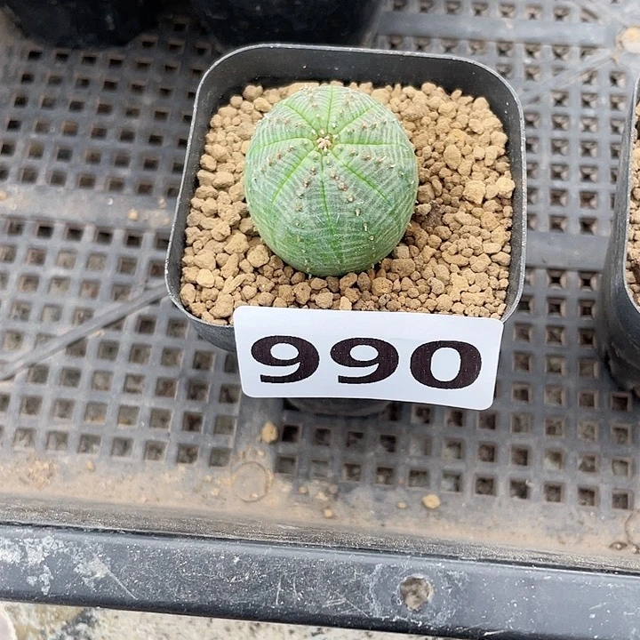 太****司990小自根布纹球仙人球