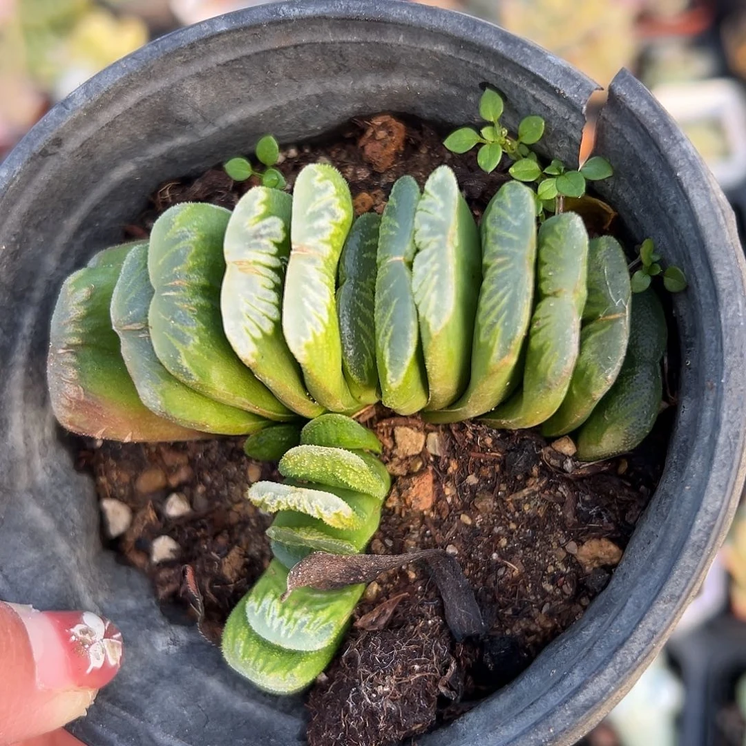 多肉植物玉扇双头