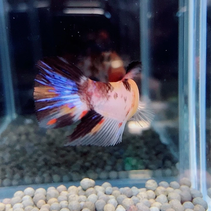 斗鱼蓝16号巨否将军母