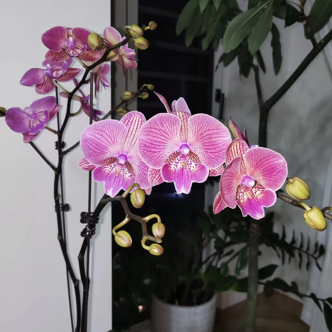 植趣花卉【JB6788美人鱼】3.5加高花苞株 特殊色大舌头 叶尖瑕疵