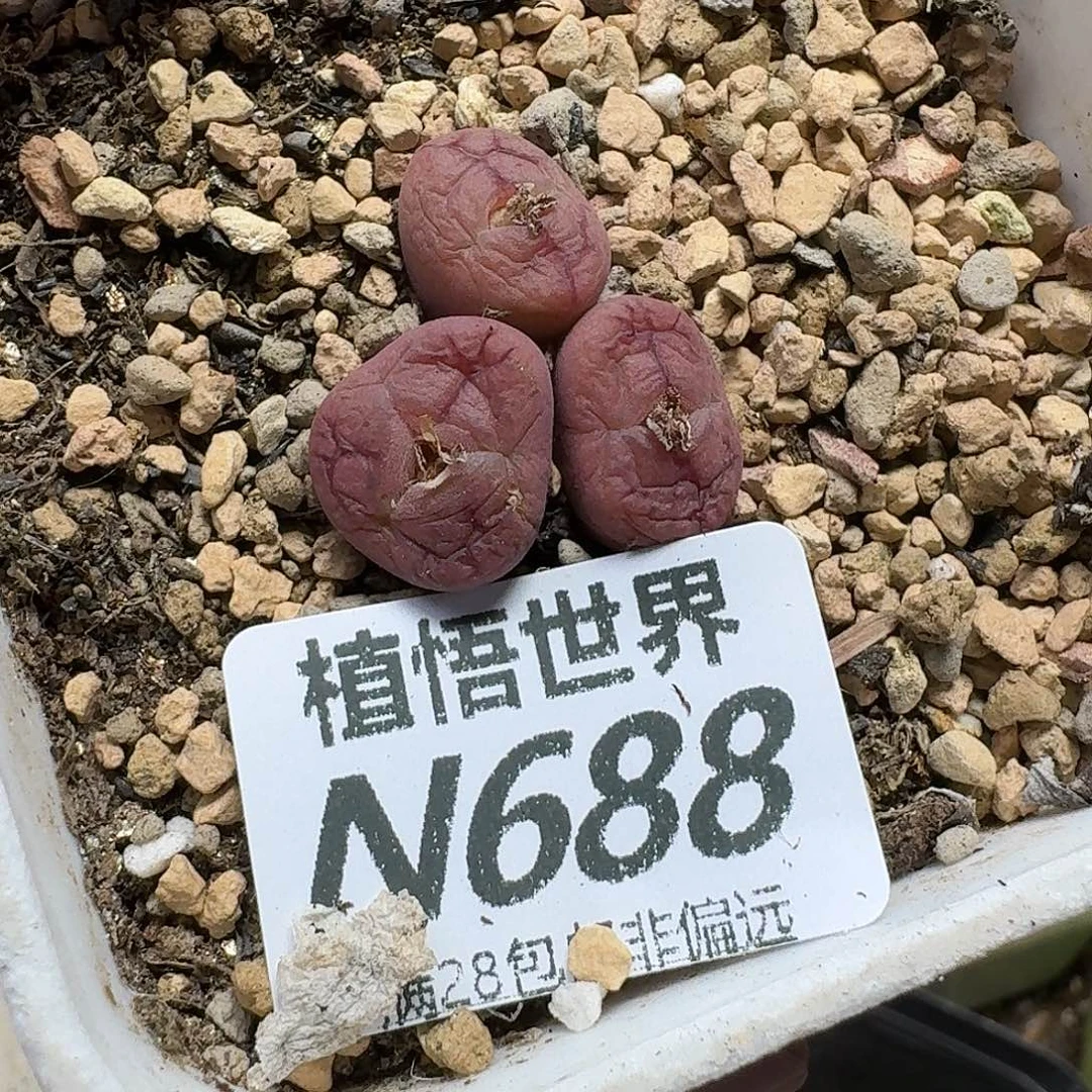 多肉植物的人生更h