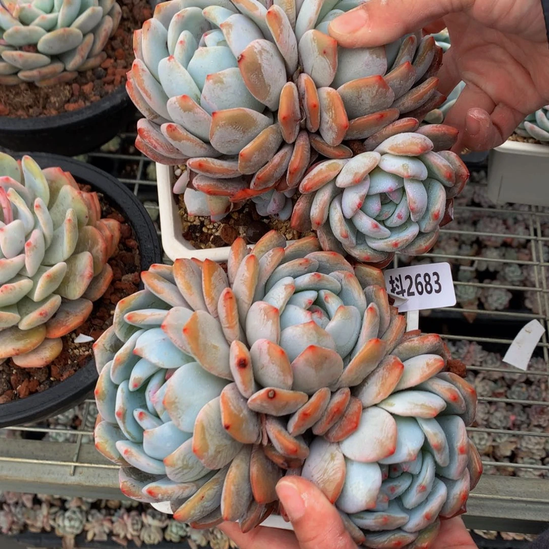 在***22683两个一起看视频得不开心