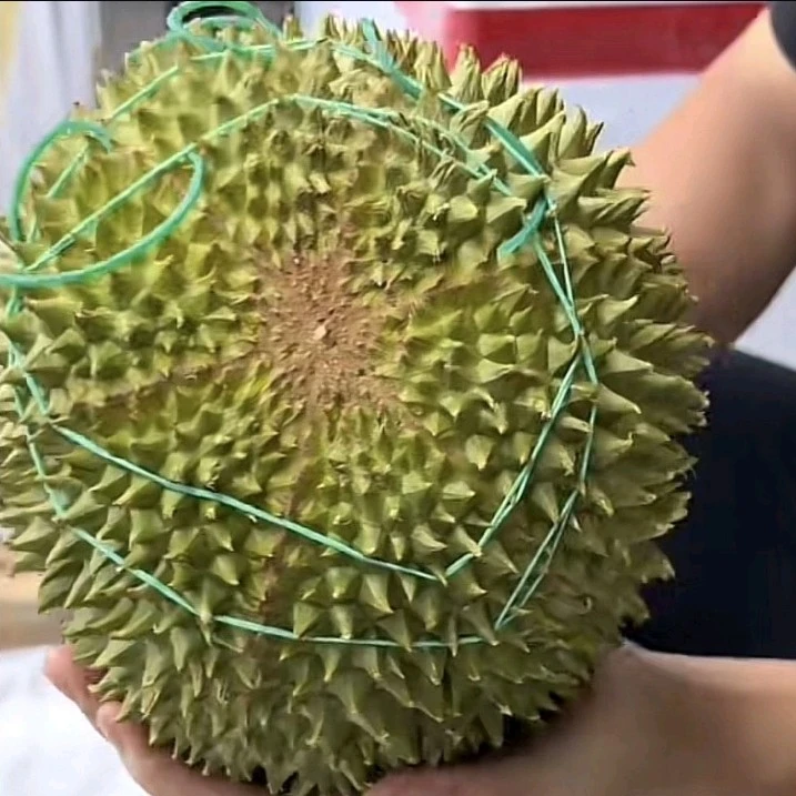 【马来西亚直飞鲜果】黑刺AA级保5房（一物一拍称重4.9斤）带壳新鲜（核小）黑刺马来西亚