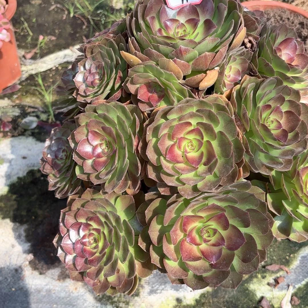 无花朵11黑膜多肉植物