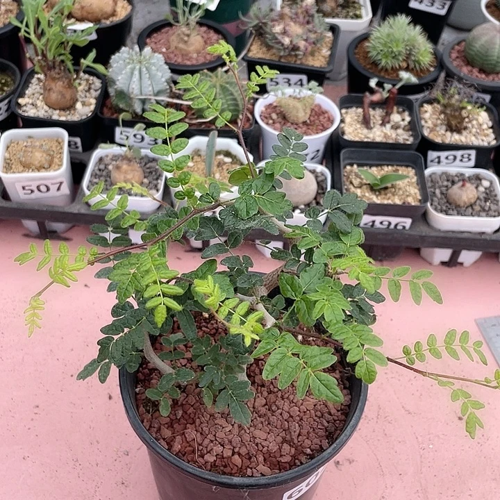 602滔天没药橄榄块根