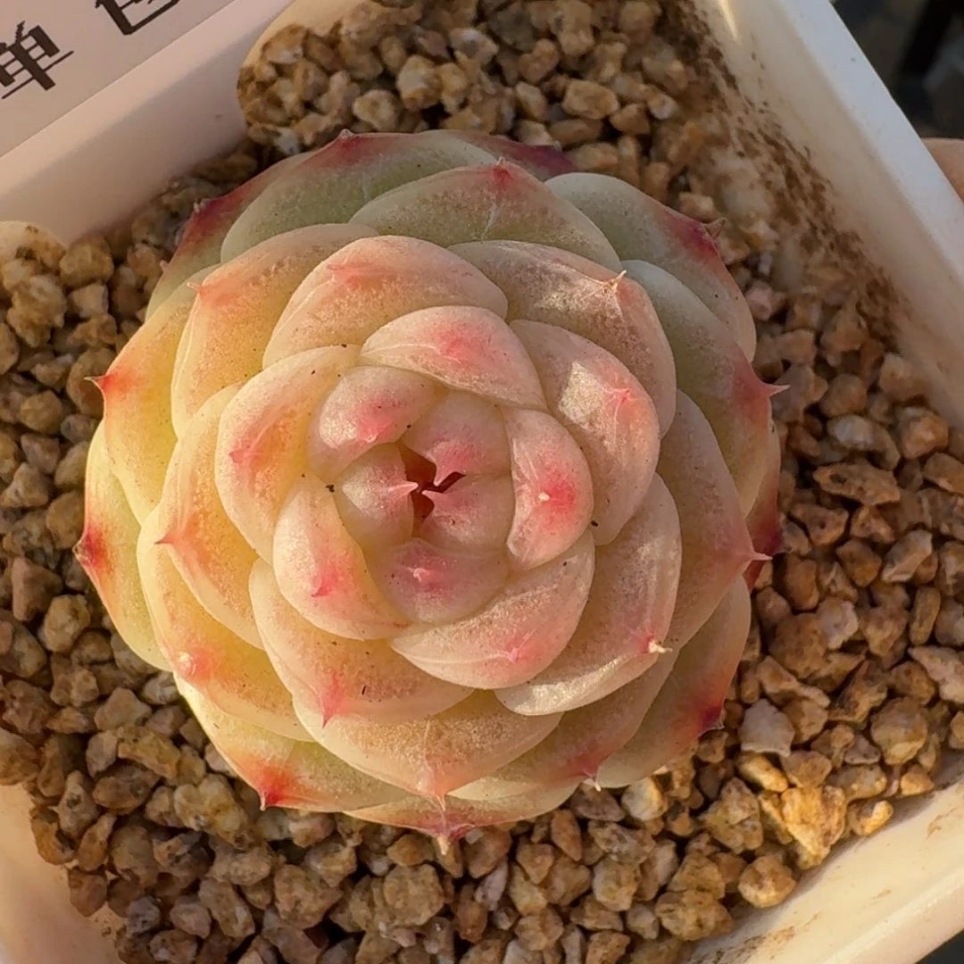 大*?0295-宝珠山茶单