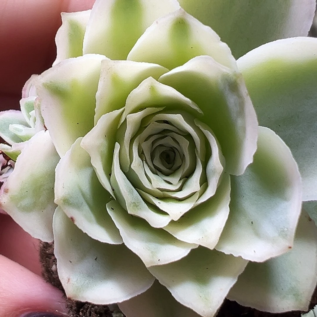 山地玫瑰锦秋夕535号