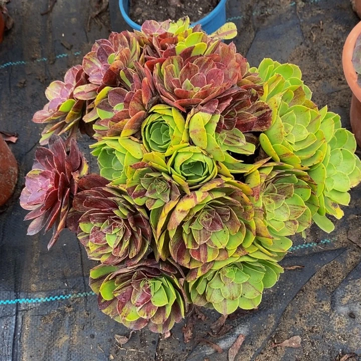 完全开放花月夜多肉1颗多肉