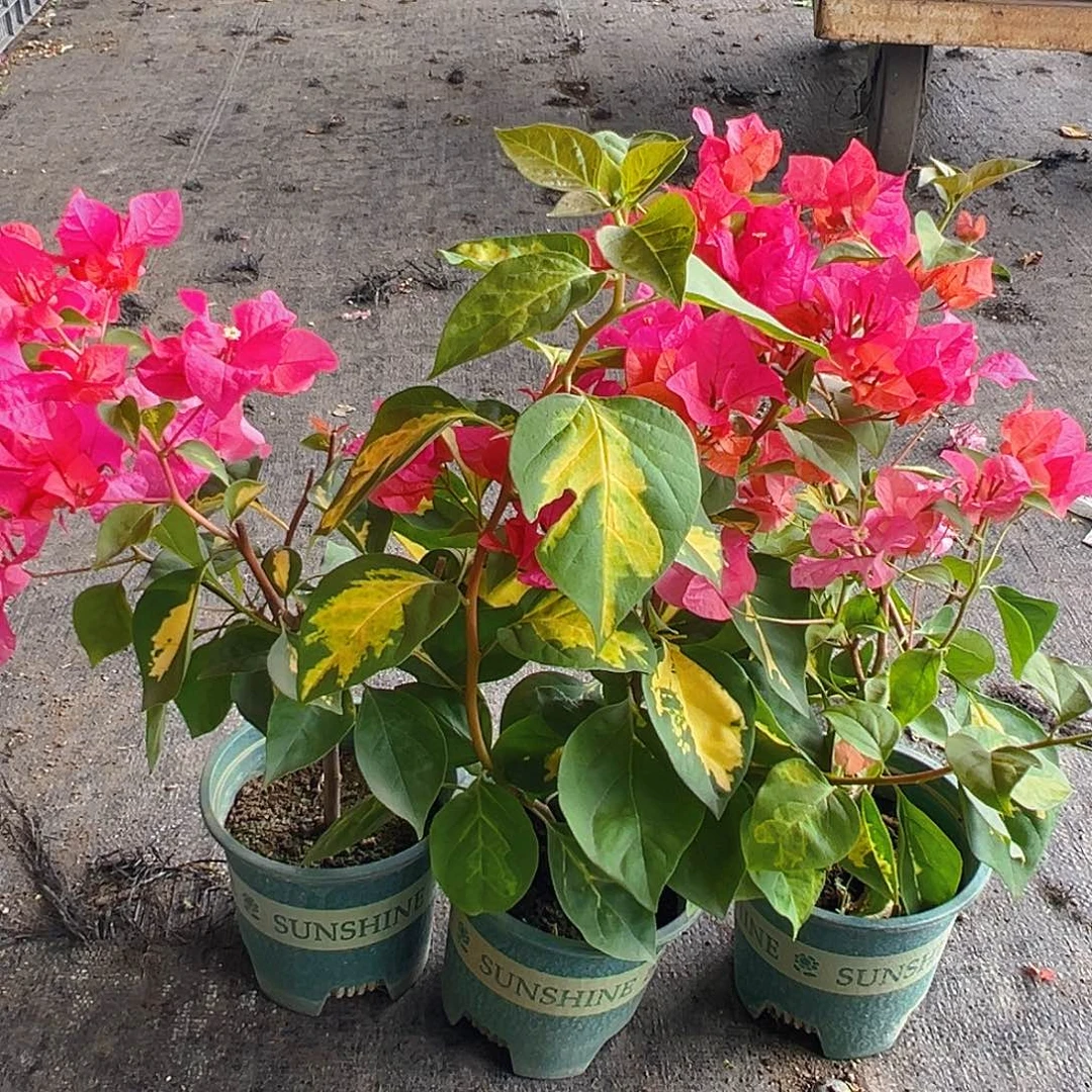 当前无花栽培后可以开花红骑士掌中宝一棵