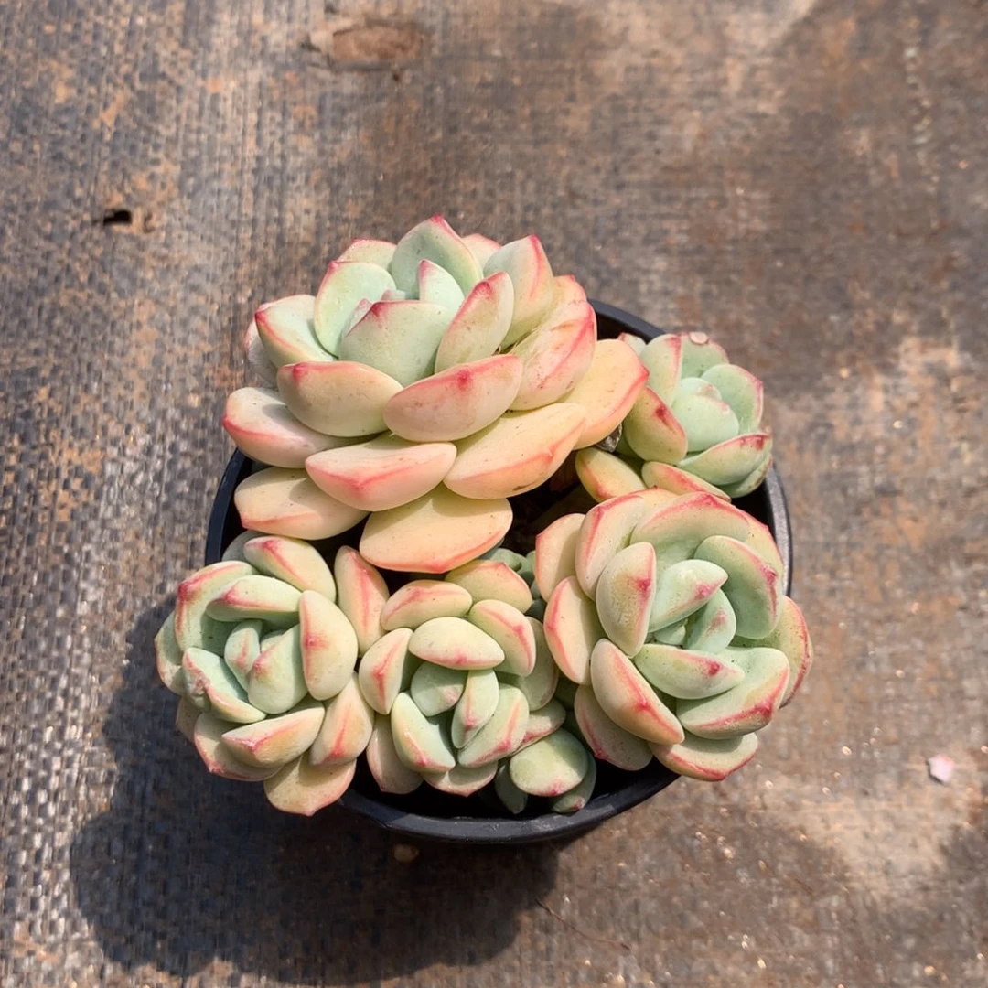 人工增加剂量对患者皮肤伤害