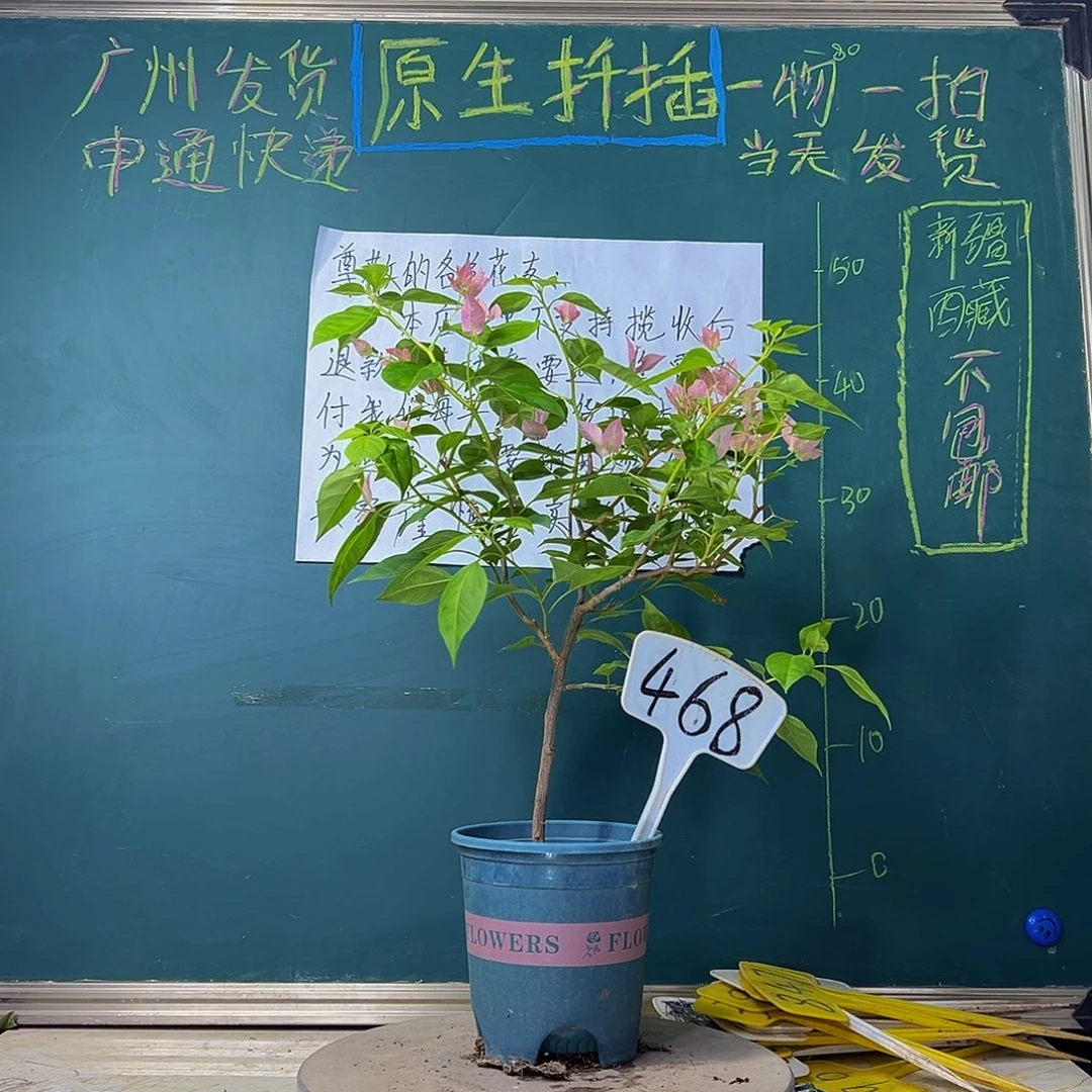 当前无花栽培后可以开花暗斑水晶 468