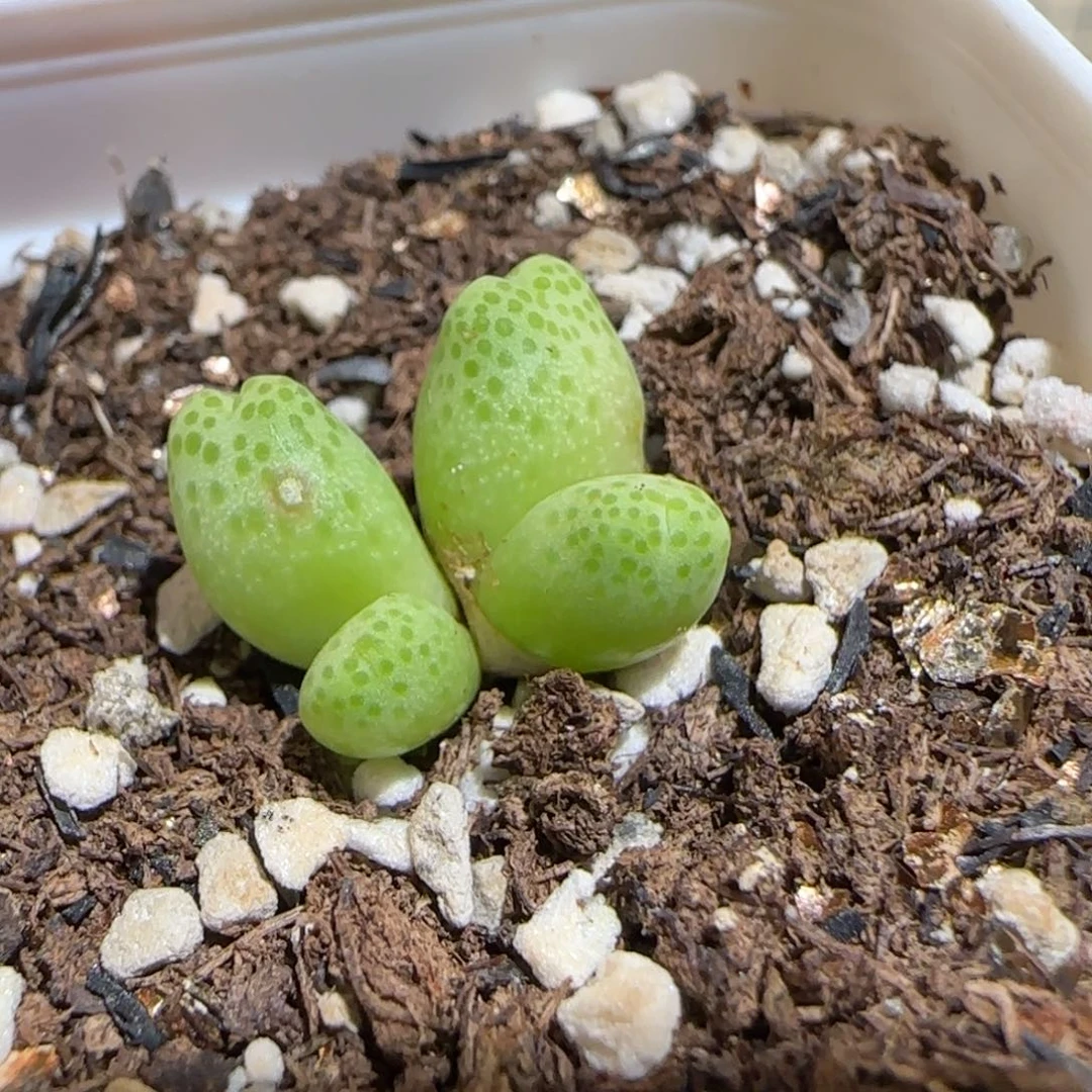 肉锥多肉植物组合-草莓斑马有疤1104