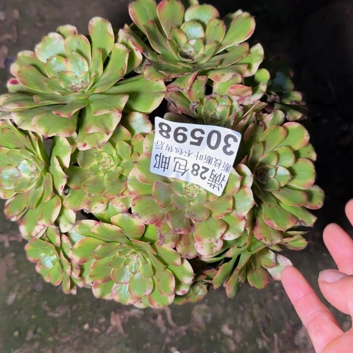 30589佳丽不包断枝