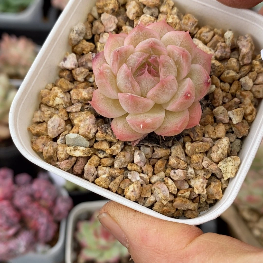 精品多肉一物一拍不包整448