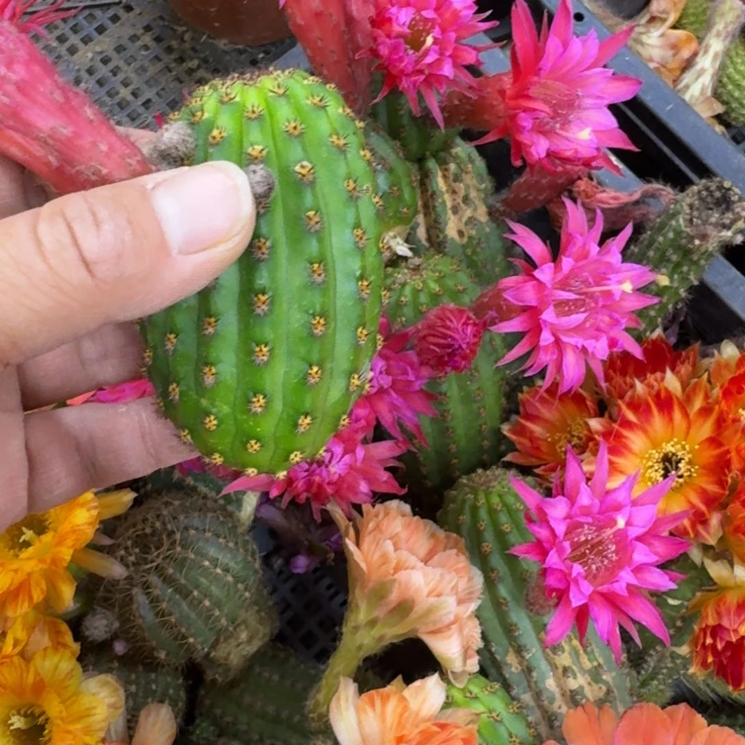 330金妞24红无根侧牙6公分左右，20包邮