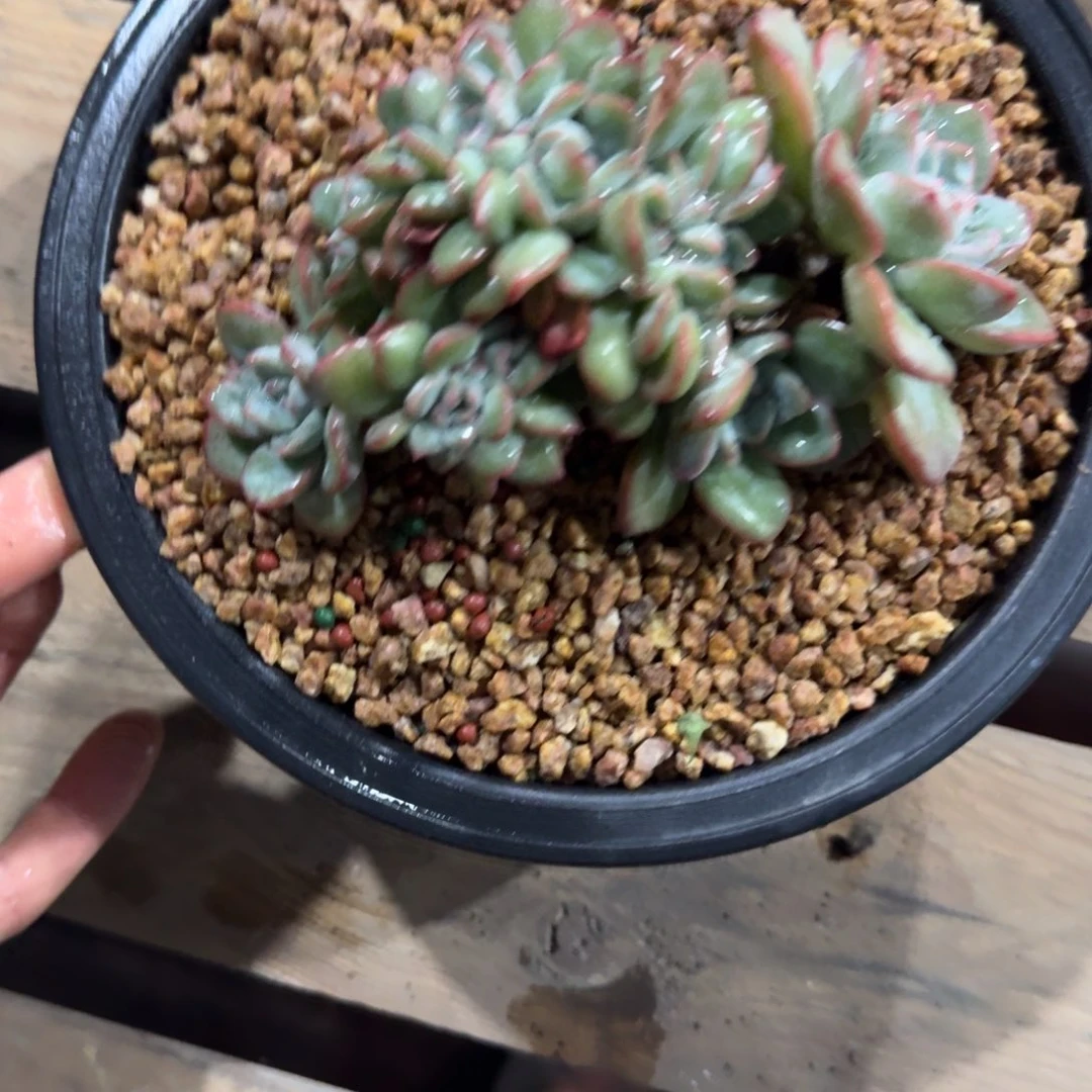 泡芙缀化无砍多肉