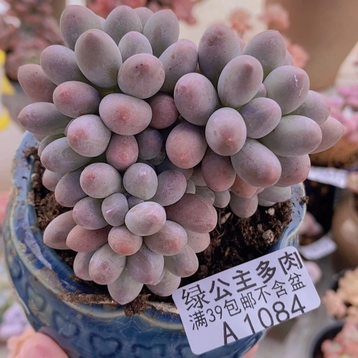 汤圆8cm1084多肉植物