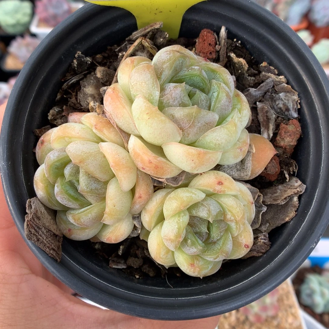 70三头胖虎多肉植物