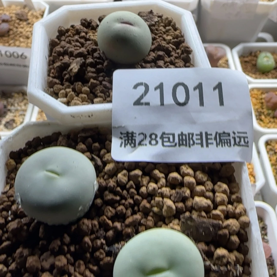【闪购商品】麦****?21011