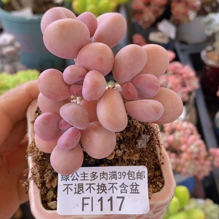 糖果桃蛋老桩6cm117多肉植物