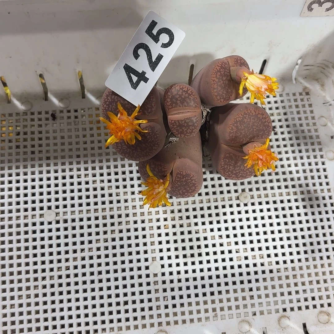 ****࿐生石花一物一拍5头425