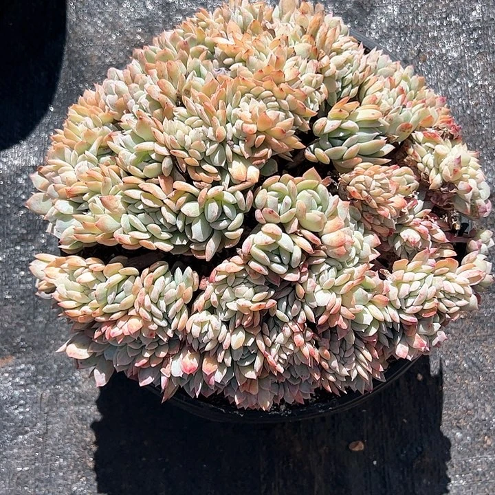 【闪购商品】莎莎缀化