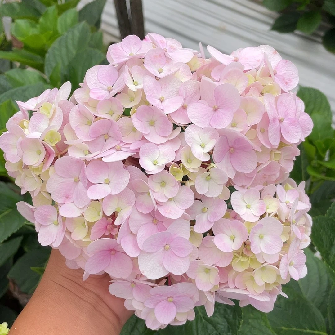 绣球切花一物一拍3枝起包邮，84