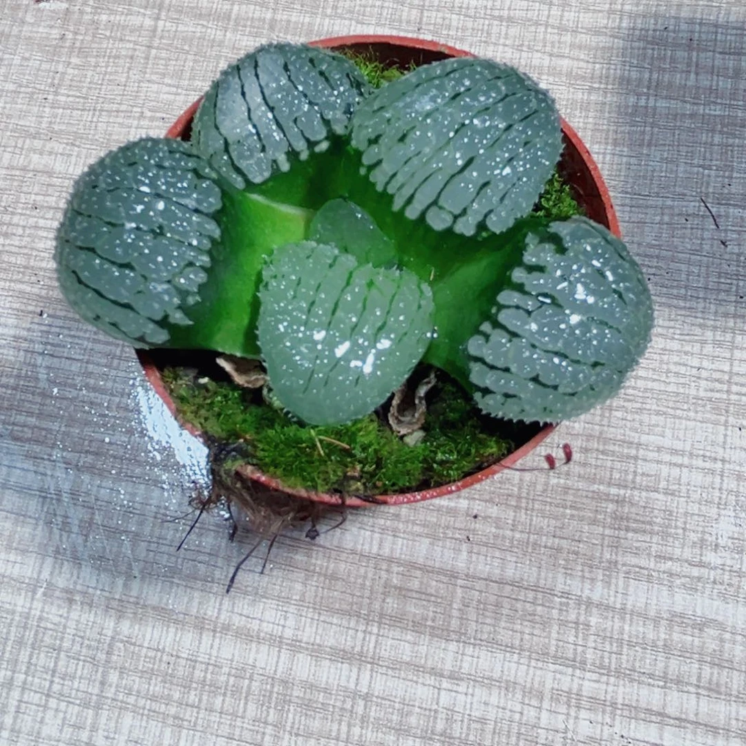 天空之镜多肉植物6666