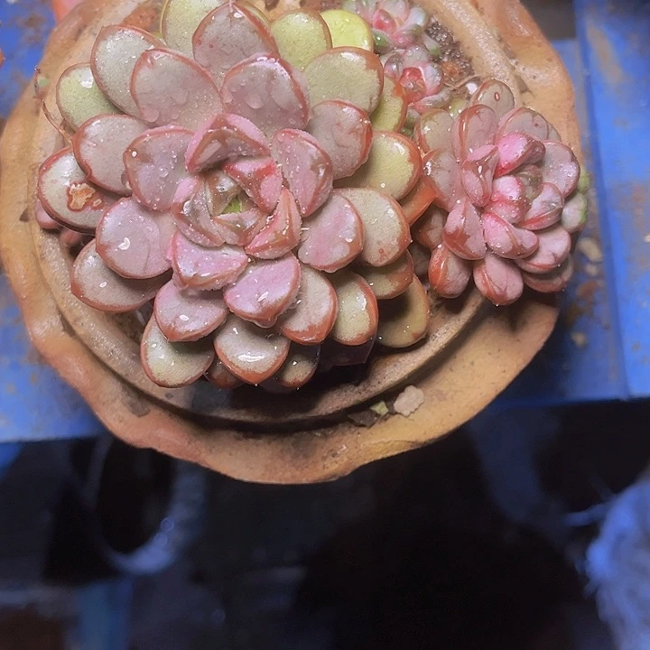 丹***吖你就在家里待不着啦哈你
