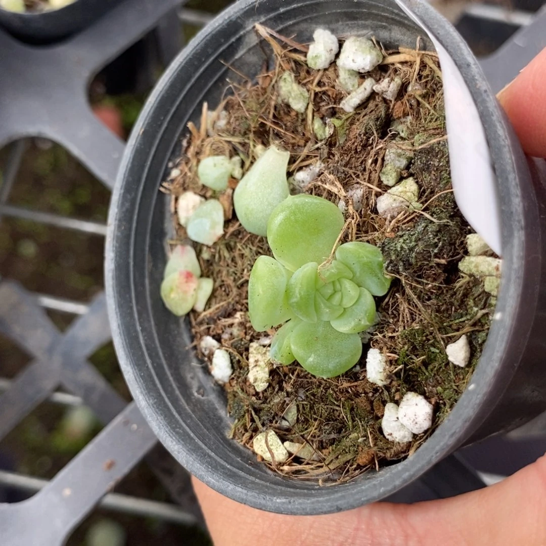 标1261现金财富一个