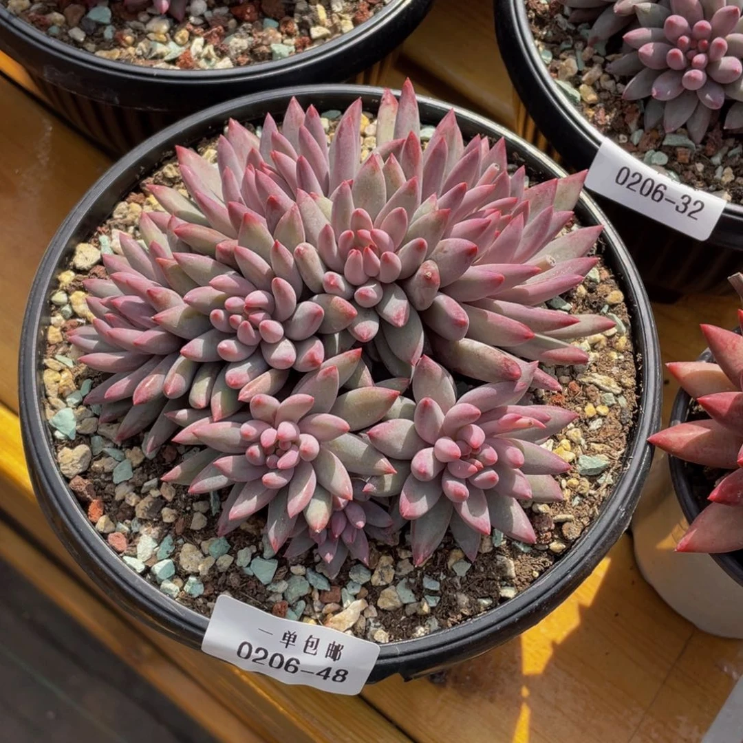 留****你0206-48-虞美人。。。。。