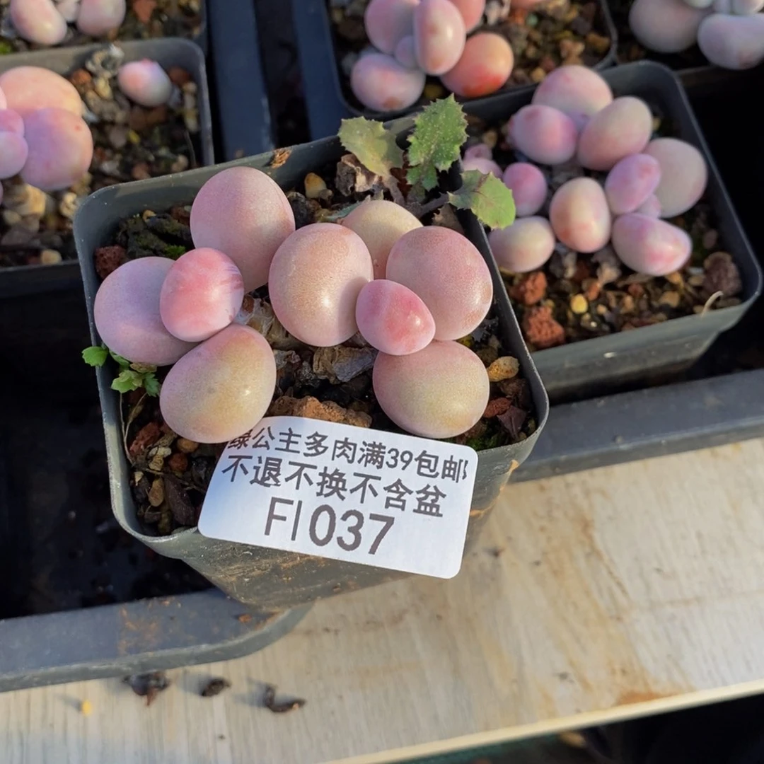 037腰子桃蛋多肉3cm