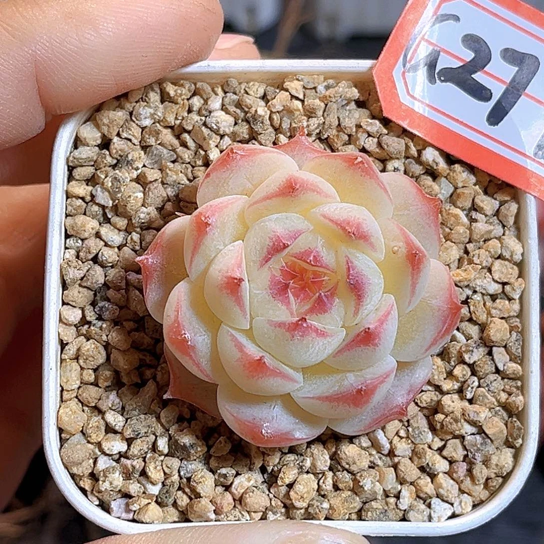 G277 一物一拍多肉 飞霜