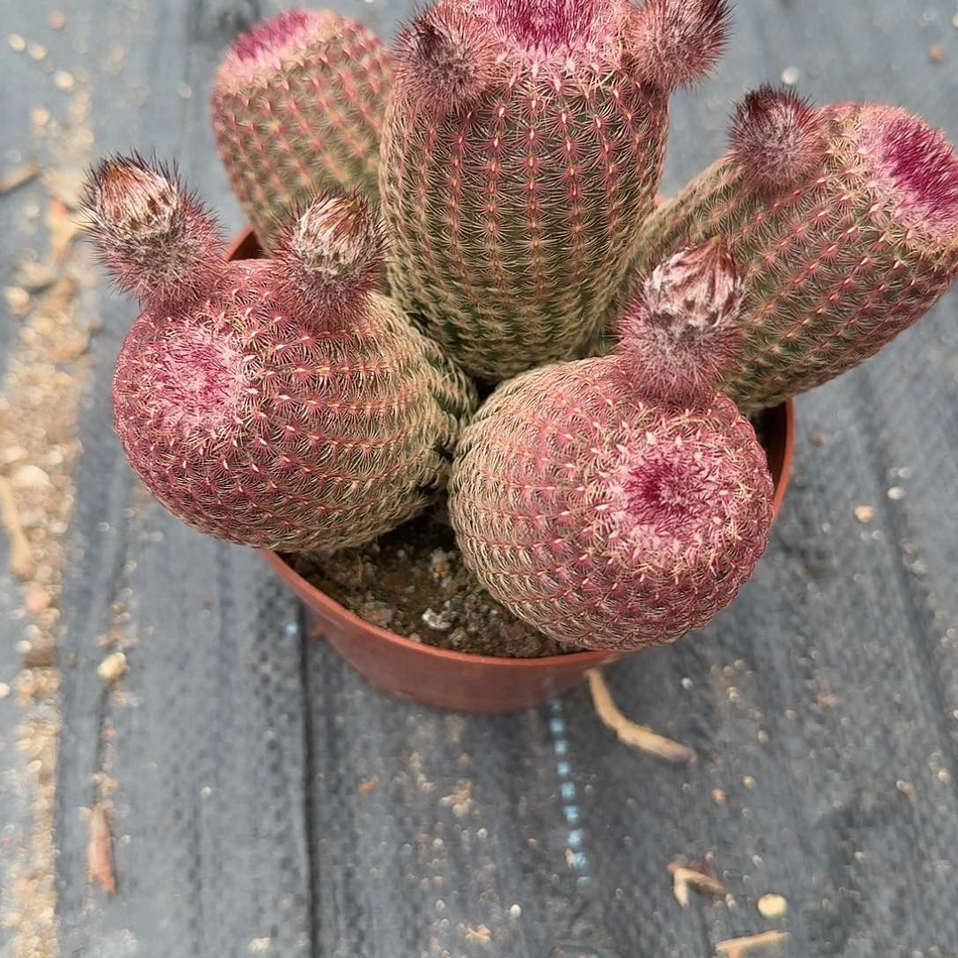 红太阳五头多肉植物