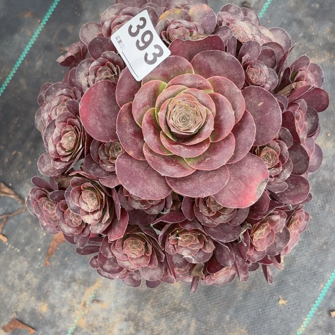 393魅金多肉植物发货