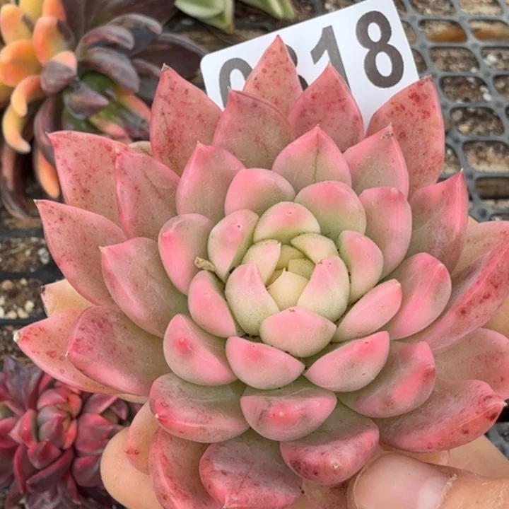 多肉植物满18包邮当场凑单