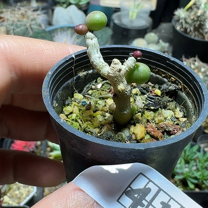 413佛垢里带盆发货