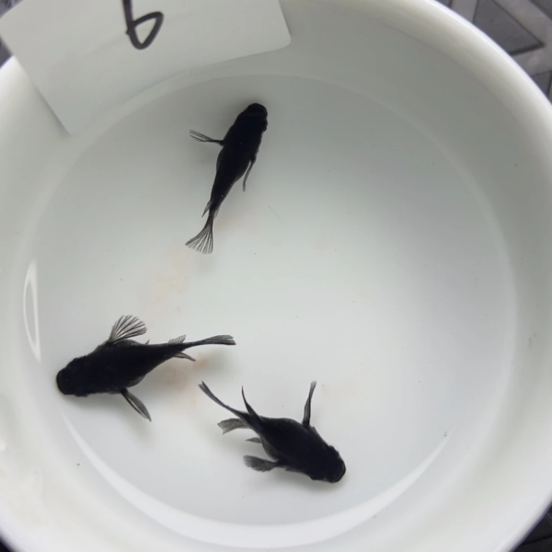 青鳉鱼6。