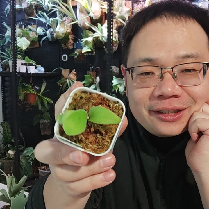 小体台月鹿角蕨孢子苗442