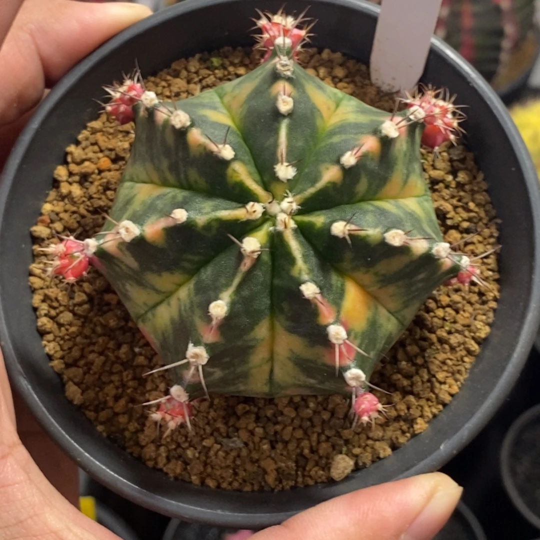 泰系铭品米哈—带盆土发货34
