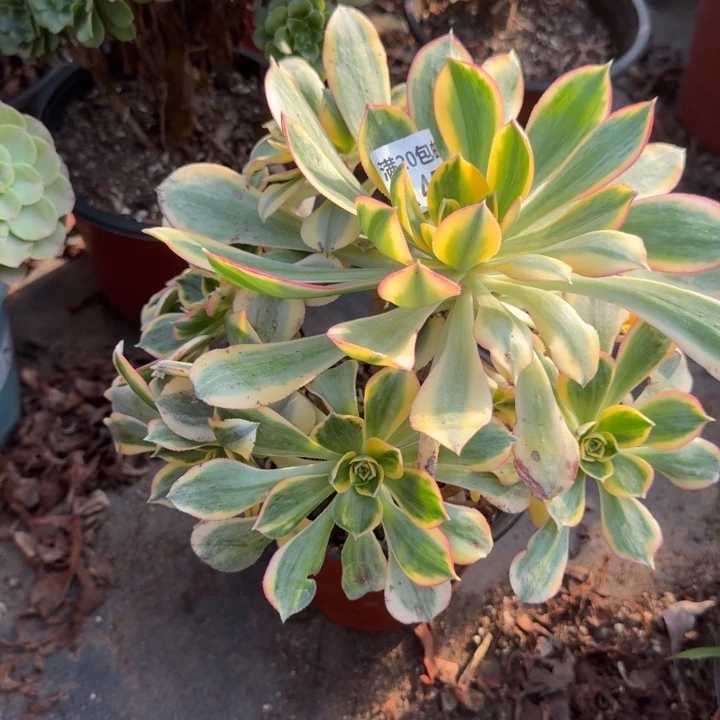 小***艾满20包邮，459灿烂叶子黑斑正常