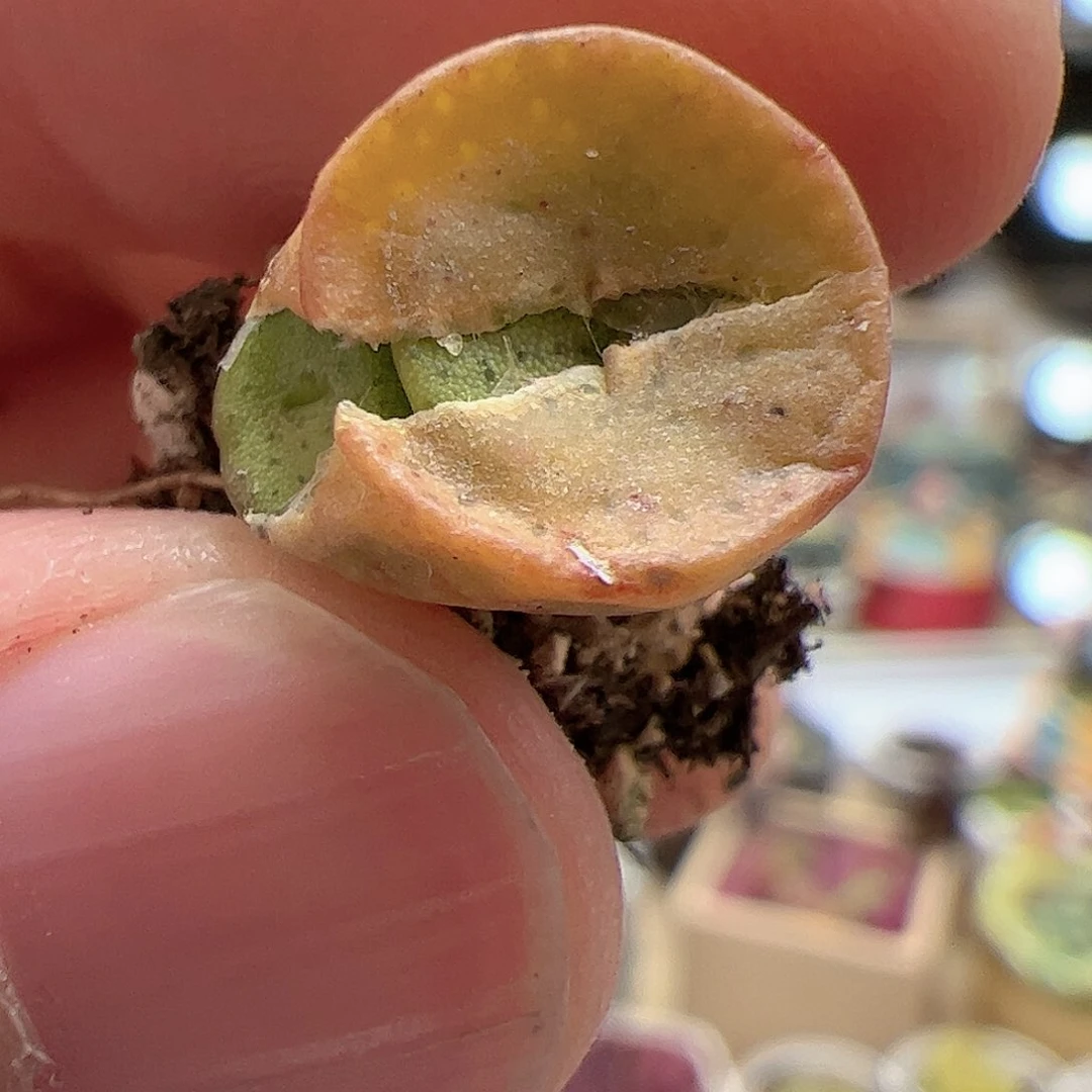 【闪购商品】78 金币