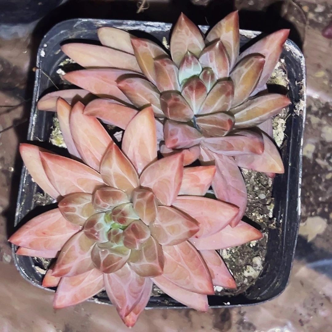 桔云多肉美人精品系列